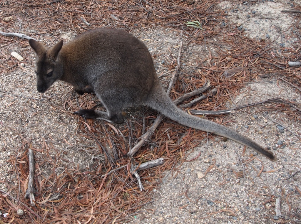 wallaby australien