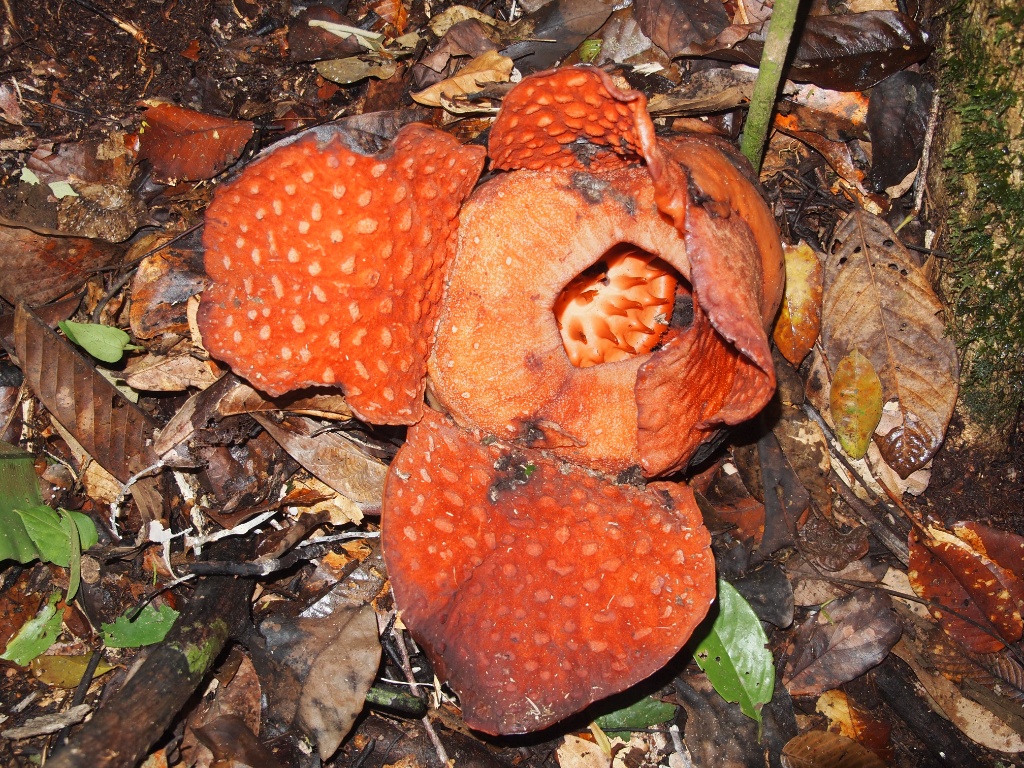 Rafflesia gunung gading