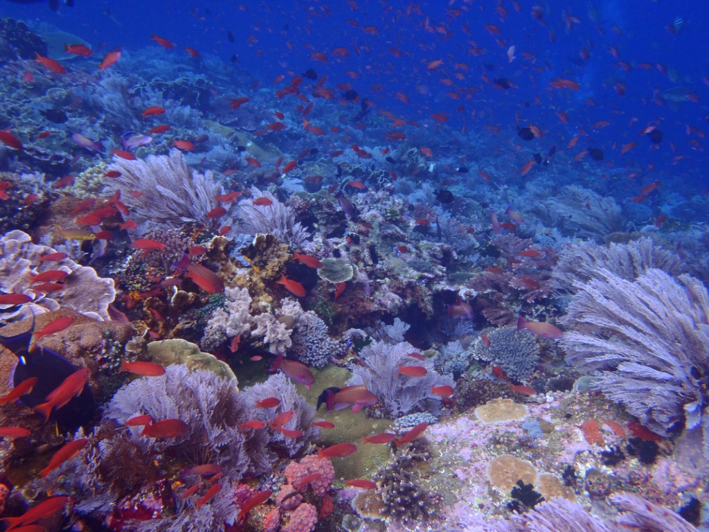 batu bolong fische korallen