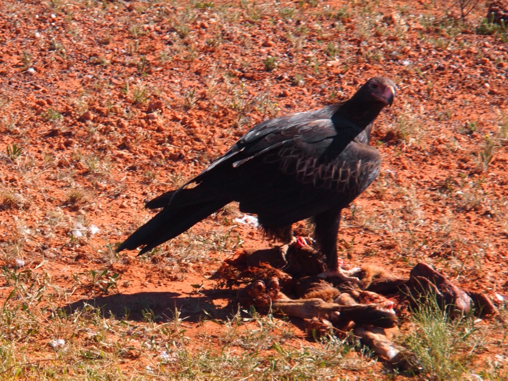 greifvogel outback
