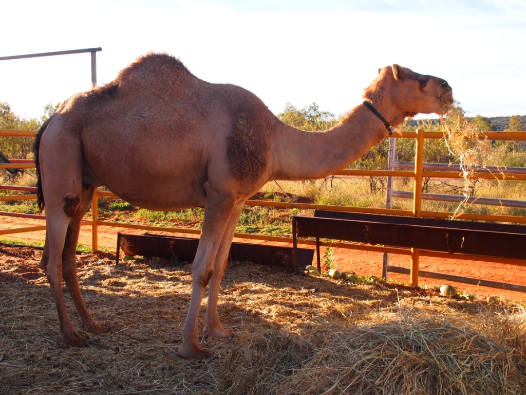 kamel outback