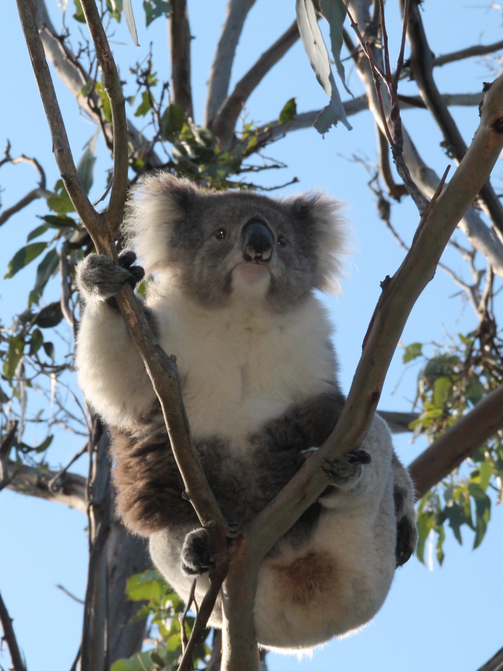 kennett river koala
