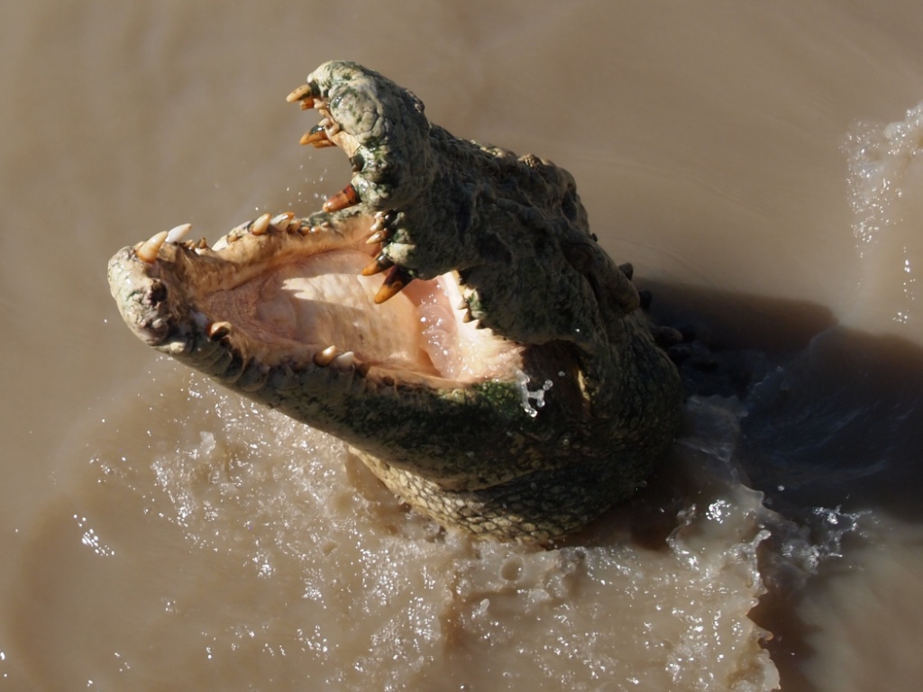 krokodil adelaide river
