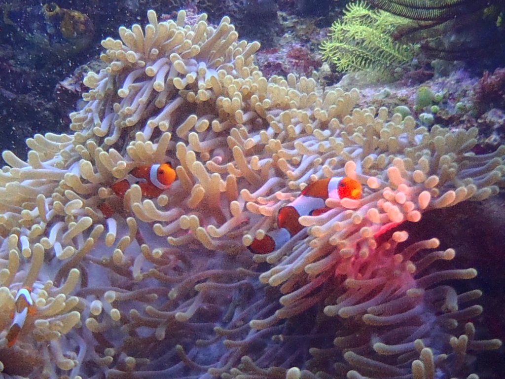 nemo indonesien anemonenfisch