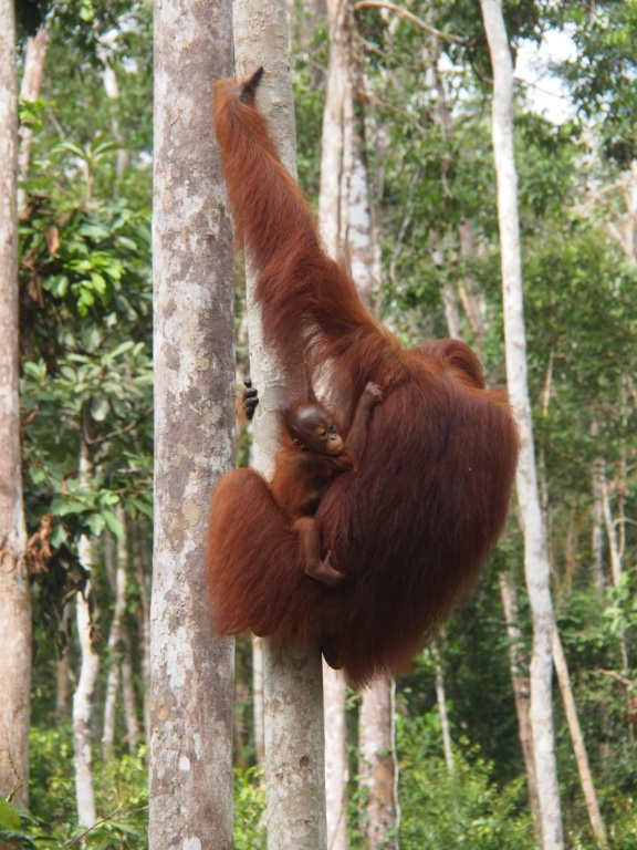 Affenmutter-Borneo