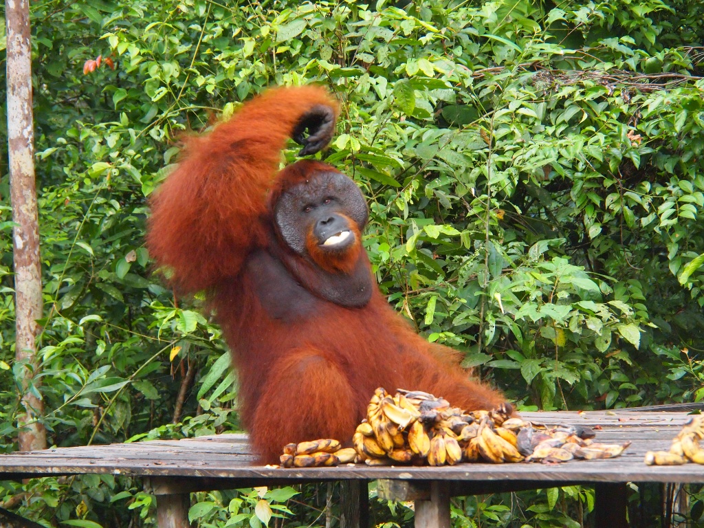 Borneo-Orangutan