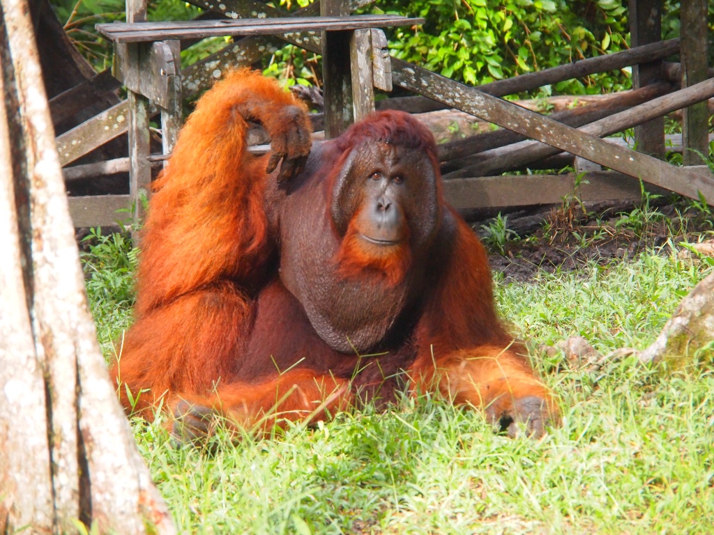 Camp Leaky orangutanmännchen