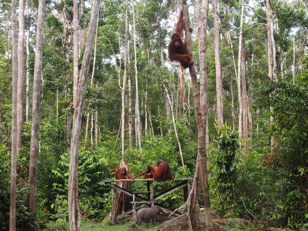 Zentralkalimantan orangutans