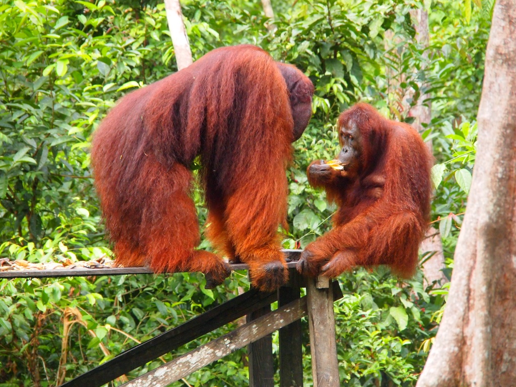 Machtkampf Orangutans