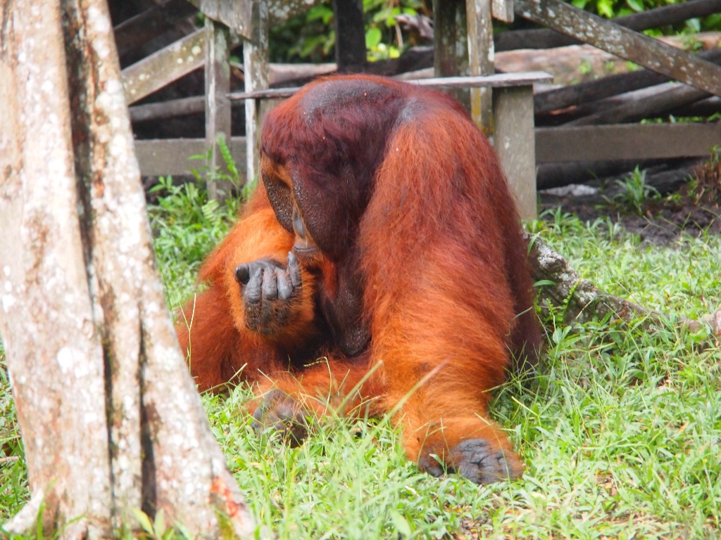 Orangutan Camp Leaky