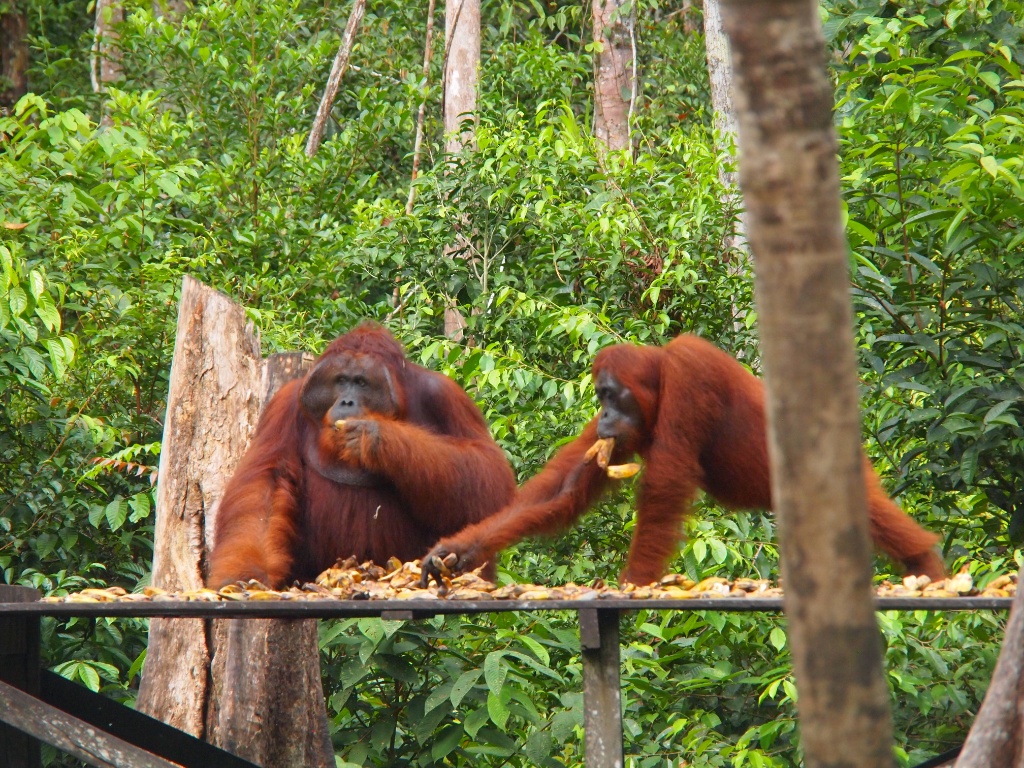 Orangutans kalimantan