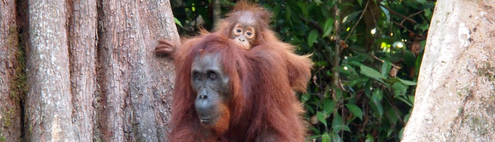 Baby Orangutan Weltreise