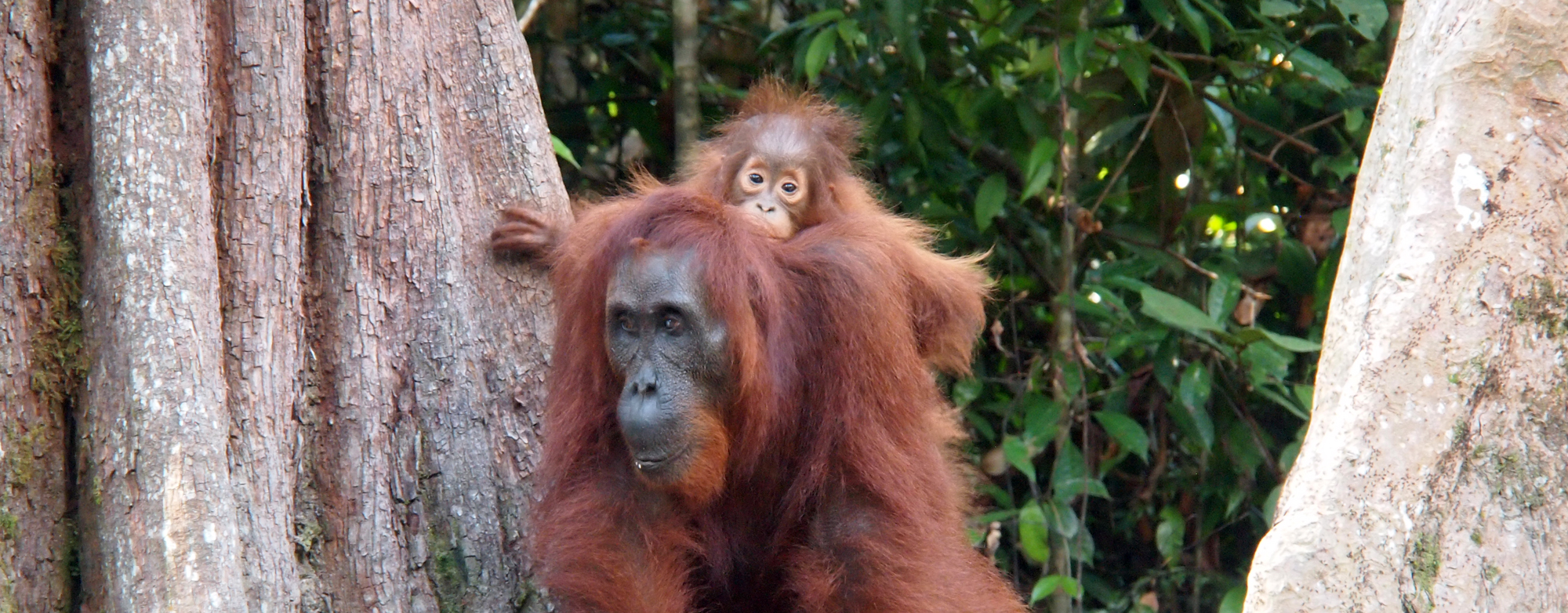 Baby Orangutan Weltreise