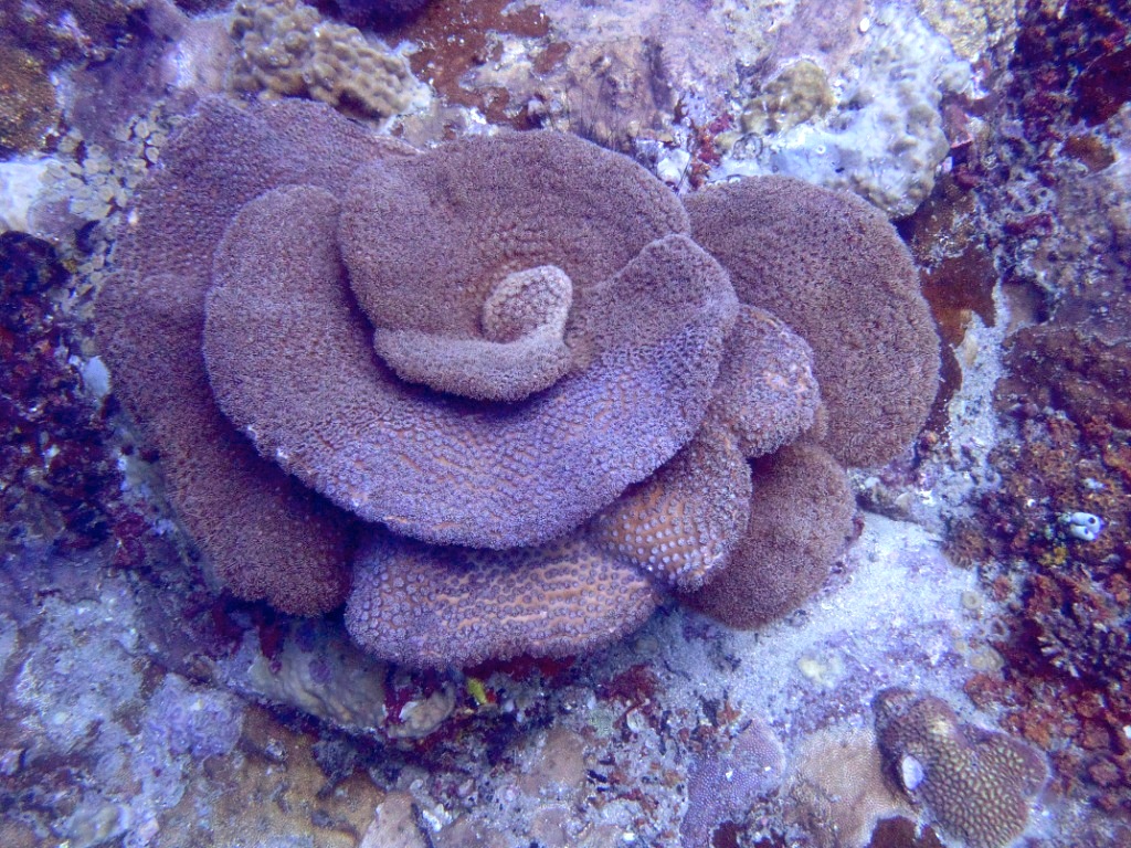 koralle-perhentian