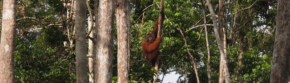 Orangutanmännchen