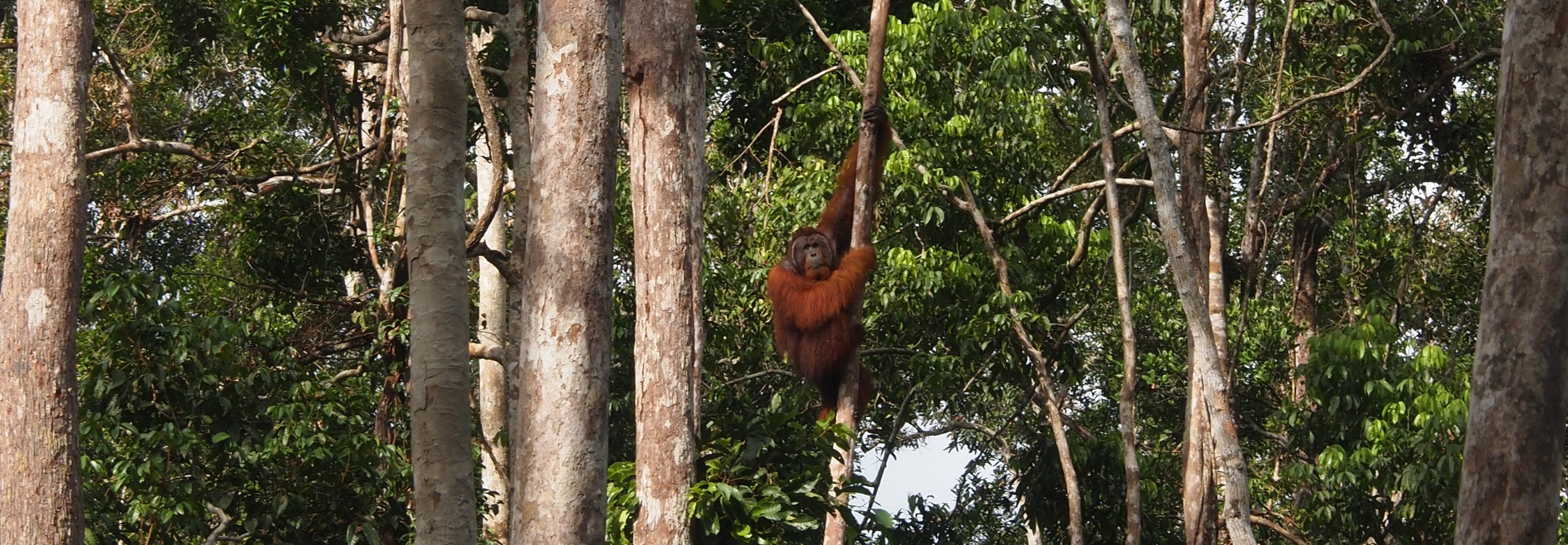 Orangutanmännchen