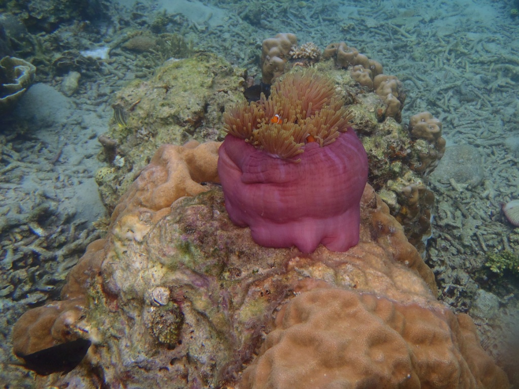 anemone-malaysia