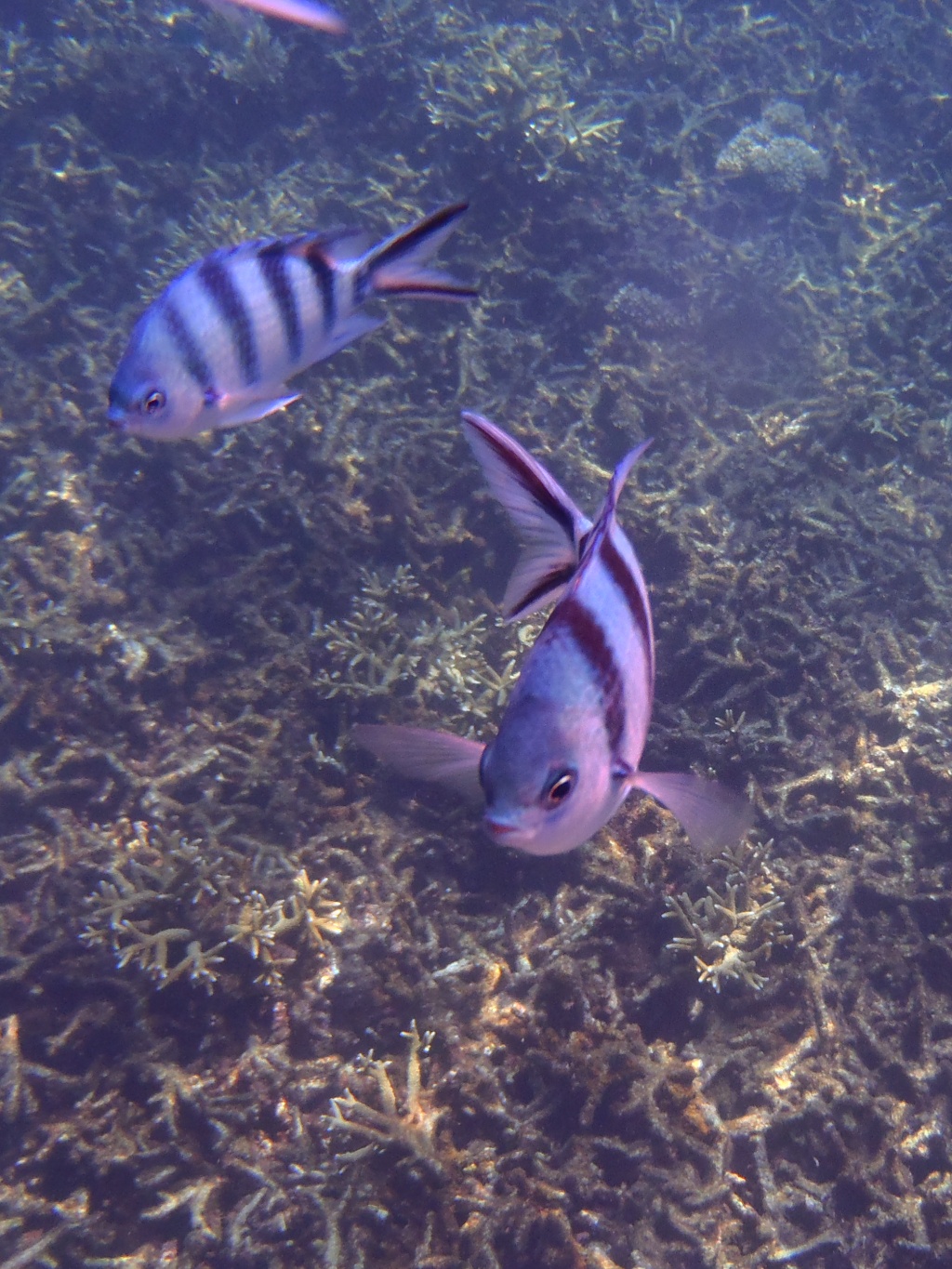 Fische Schnorcheln Pulau Perhentian