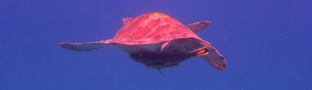 schnorcheln Meeresschildkröte