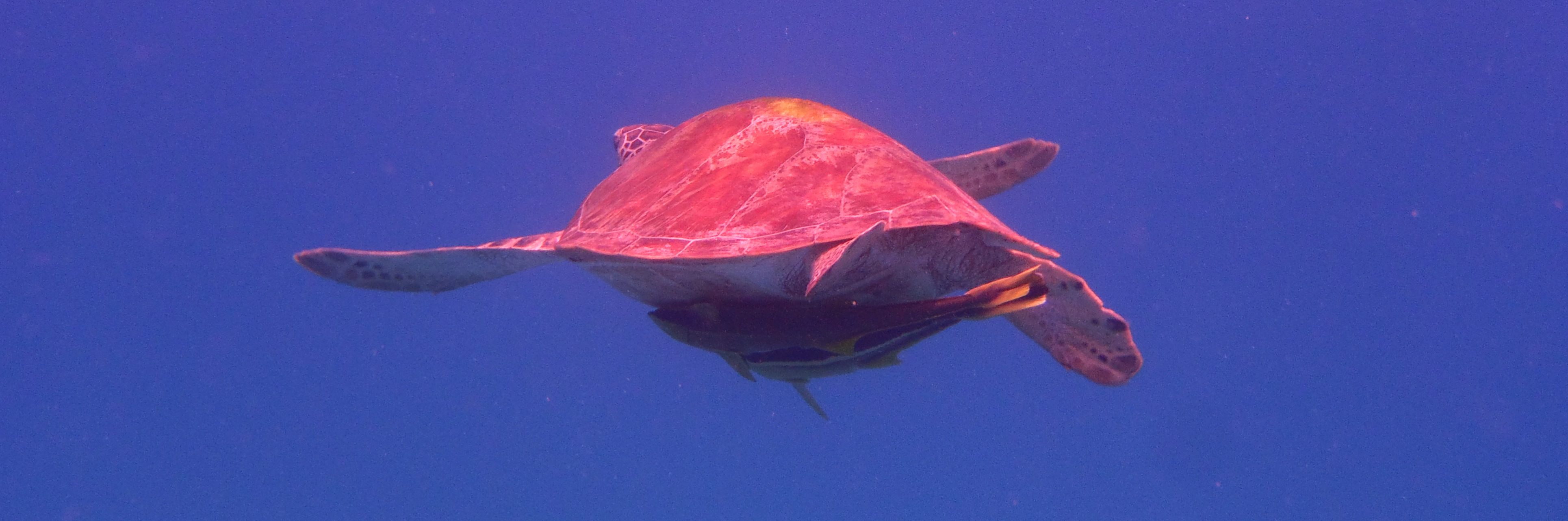 schnorcheln Meeresschildkröte